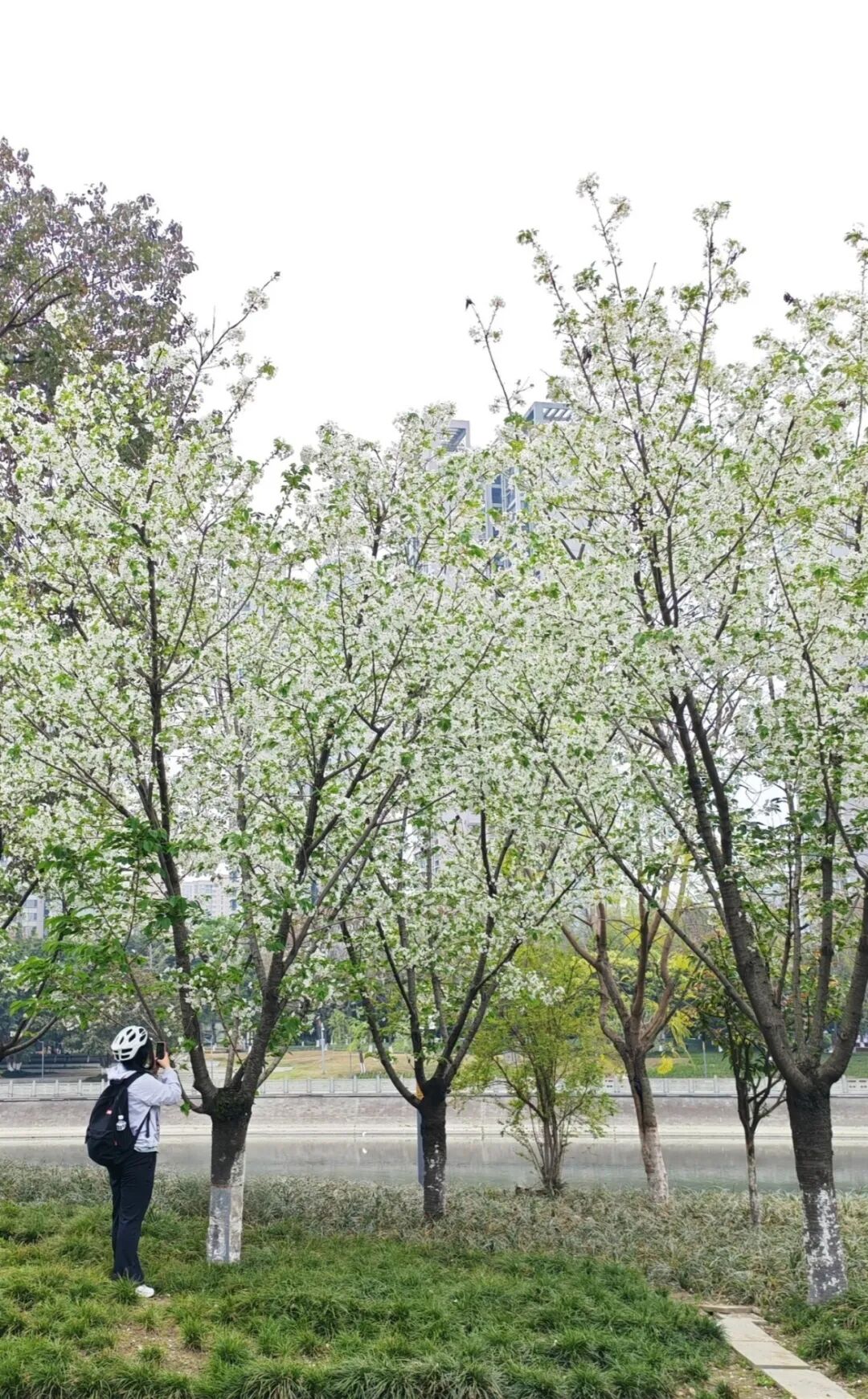 1774406656142177.jpg 19.jpg